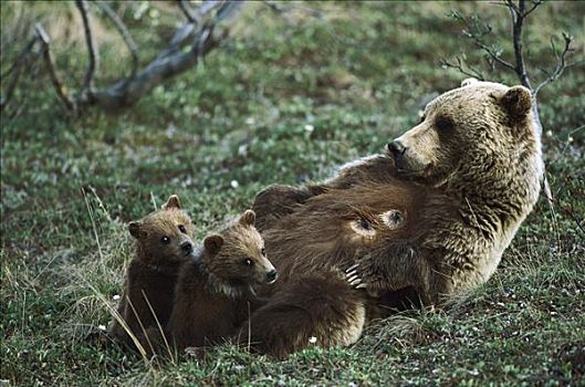 大灰熊,棕熊,母亲,哺乳,幼兽,德纳利国家公园和自然保护区,阿拉斯加