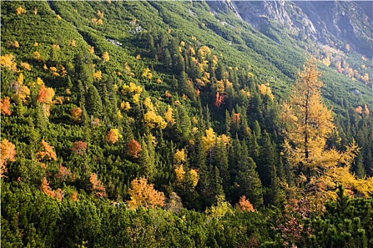 寒冷,山谷,高塔特拉,斯洛伐克