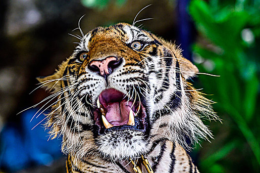 虎,俘获,叫,动物,芭提雅,泰国,亚洲