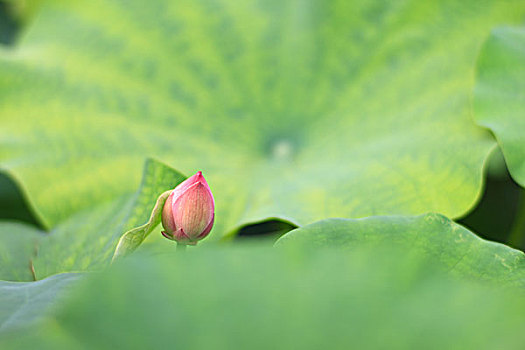 花卉