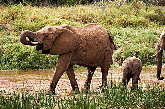 非洲象,群,喝,河,公园,肯尼亚