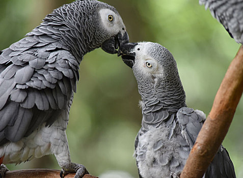 相互喂食的非洲灰鹦鹉