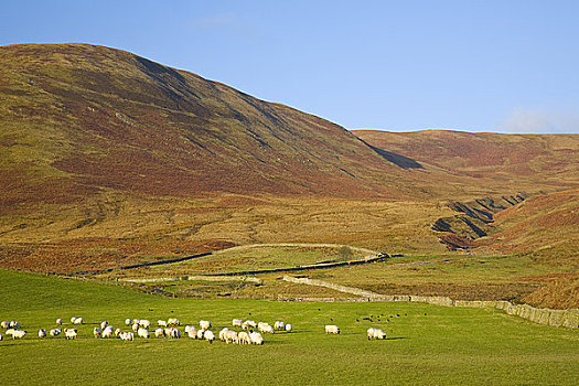苏格兰,苏格兰边境,山谷,绵羊,放牧,牧场