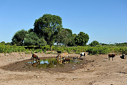 牛,干燥,水坑,查科,省,阿根廷,南美