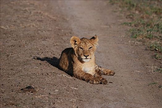 幼狮,狮子,躺着,土路,马赛马拉,肯尼亚,非洲