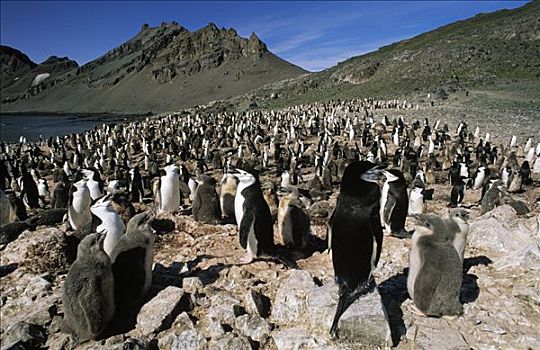 帽带企鹅,南极企鹅,栖息地,南设得兰群岛