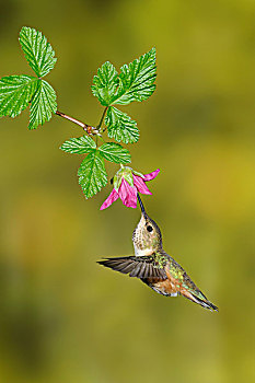 蜂鸟,棕煌蜂鸟,花,维多利亚,不列颠哥伦比亚省,加拿大