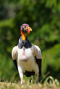 王鹫,哥斯达黎加,中美洲