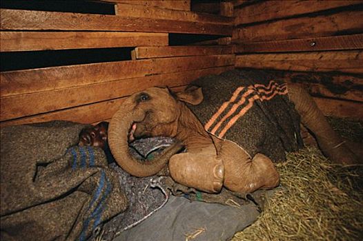非洲象,婴儿,睡觉,谷仓,东察沃国家公园,肯尼亚