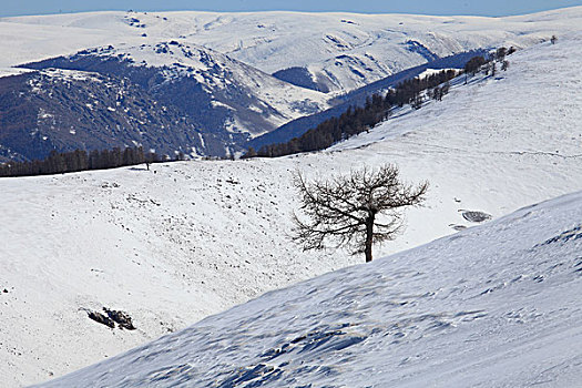 东天山雪韵