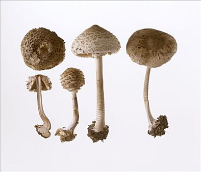 伞状蘑菇