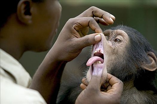 黑猩猩,类人猿,幼兽,玩,看护,尼日利亚