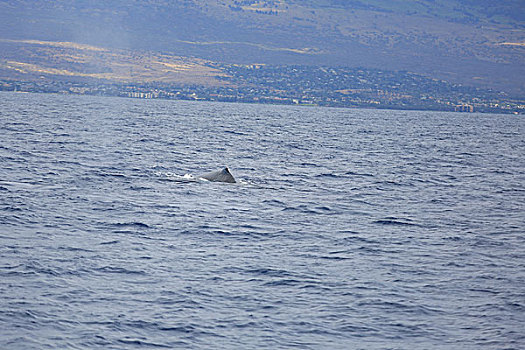 鲸鱼跃出水面