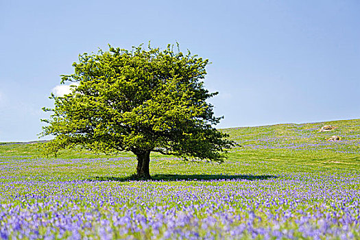 草坪,达特姆尔高原,德文郡,英格兰