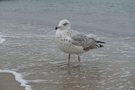 海鸥,波罗的海