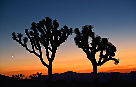 日落,约书亚树,棕榈树,丝兰,短叶丝兰,约书亚树国家公园,莫哈维沙漠,加利福尼亚,西南方,美国