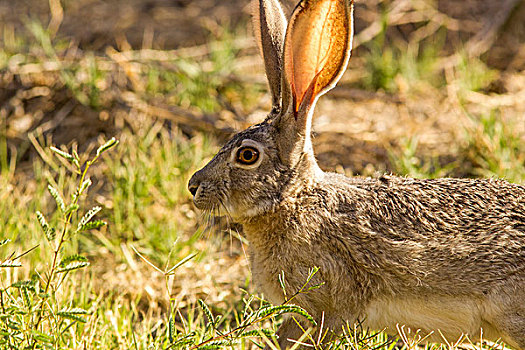 北美野兔,大湾国家公园,德克萨斯,美国