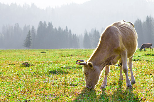 清晨,牧场中的肉牛正在吃草