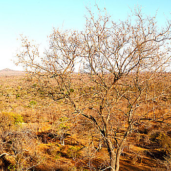 南非,古树,枝条,蓝天,抽象,背景
