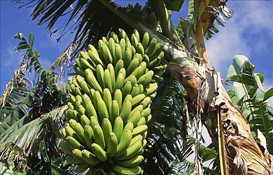 香蕉,种植园,挨着,帕尔玛,加纳利群岛,西班牙