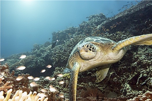 绿海龟,水下