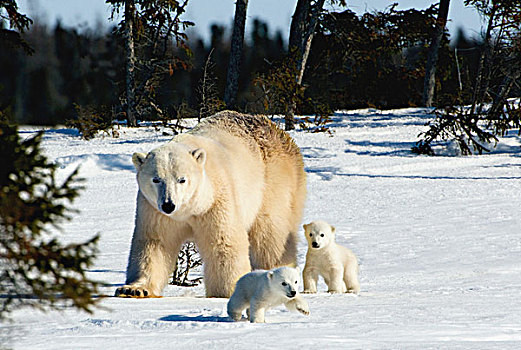北极熊,母熊,幼兽,走,瓦普斯克国家公园,丘吉尔市,曼尼托巴,加拿大