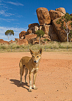 澳洲野狗,狼,营地,食物,大理石,北领地州,澳大利亚