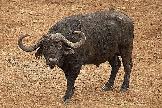 非洲水牛,南非水牛,大,非洲,牛科动物,国家公园,肯尼亚