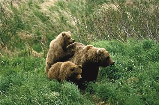 大灰熊,棕熊,母兽,两个,河,阿拉斯加