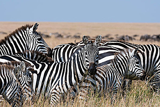 群,斑马,马,马赛马拉国家保护区,肯尼亚,非洲