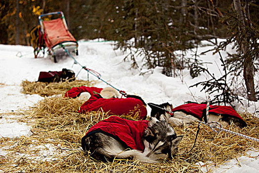 雪橇狗,狗,外套,休息,稻草,室外,线缆,阿拉斯加,爱斯基摩犬,狗拉雪橇,后面,育空地区,加拿大