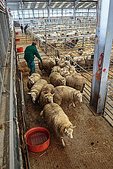 绵羊,牛,市场,莱斯特,英格兰