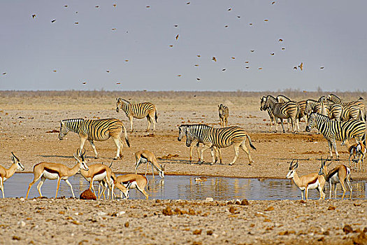 非洲,南非,纳米比亚,省,北方,国家公园,斑马,草原斑马,瞪羚