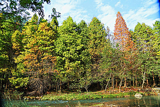 浙江台州红杉林湿地秋色迷人