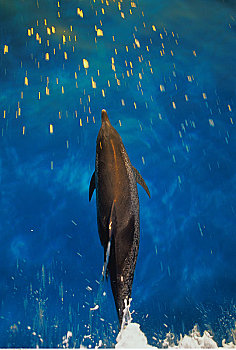 斑海豚,水面,水,小,巴哈马,堤岸