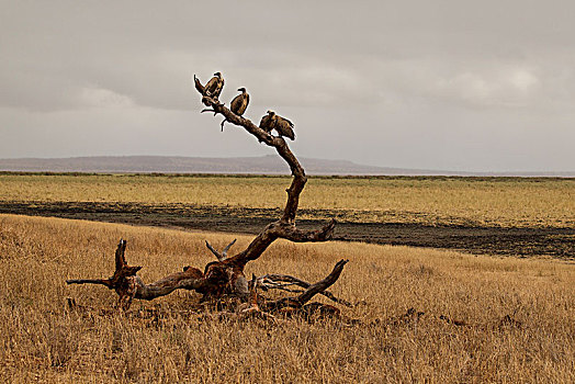 秃鹰,塔兰吉雷国家公园,坦桑尼亚