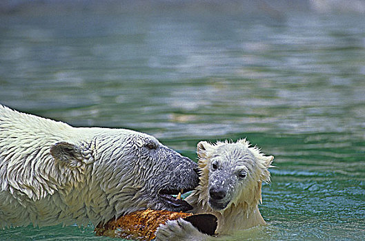 北极熊,母兽,幼兽,玩,水中,块,木