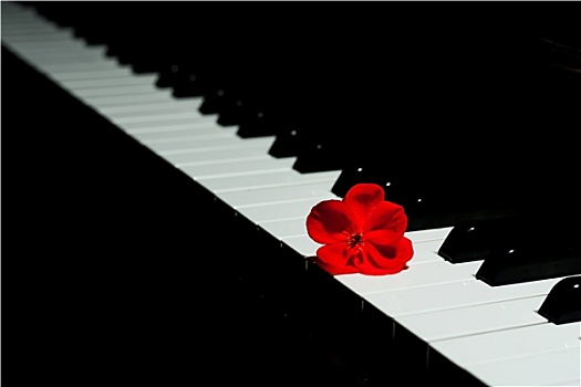 钢琴,红花