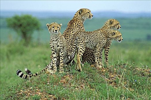 印度豹,猎豹,马赛马拉,肯尼亚