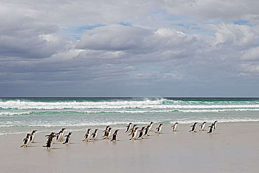 巴布亚企鹅,群,海洋,自愿角,福克兰群岛