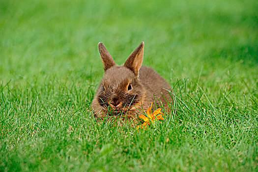 小兔,草地,巴伐利亚,德国