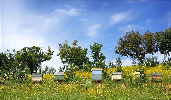 蜜蜂,房子,葡萄牙