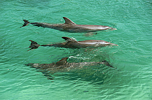 海洋,普通,海豚,真海豚,三个,俯视,序列,水,野生动物,动物,哺乳动物,齿鲸,并排,远景
