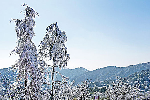 重庆金佛山雾淞