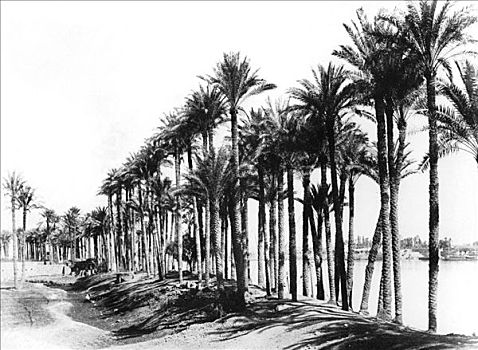 棕榈树,旁侧,尼罗河,埃及,艺术家