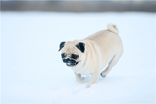 哈巴狗,雪中