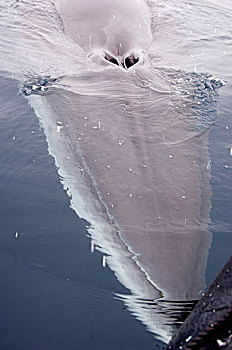 南极半岛,鳍鲸,表面,呼吸,水,呼吸孔