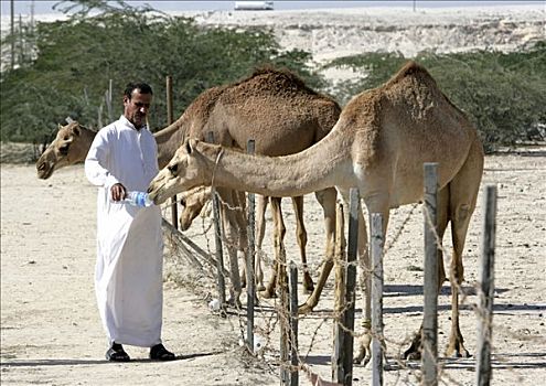 骆驼,沙漠,靠近,油,地点,波斯湾