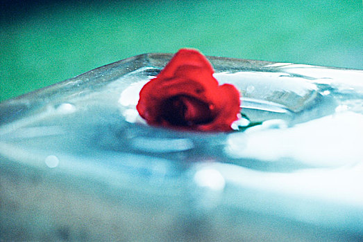 玫瑰,冰,冰块