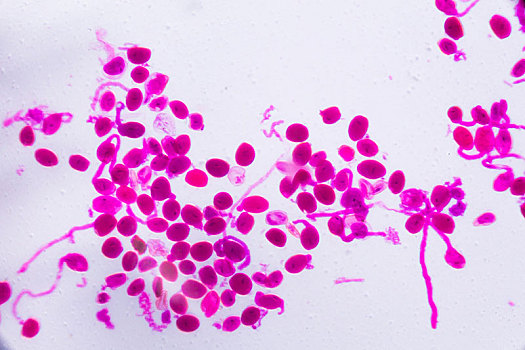 萱草属植物,成熟,花蕊,显微镜,抽象,粉色,圆点,白色背景,背景